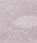Bcl-2 Antibody (BH3 Domain Specific)
